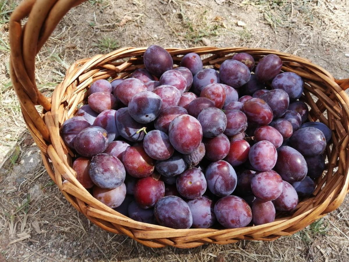 Masseria Le Querciole Fauglia Buitenkant foto